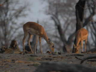 Botswana