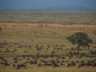 Migration, Kenya