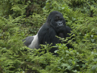 Silverback, Rwanda