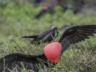 Male Frigate Display, Genovesa Island