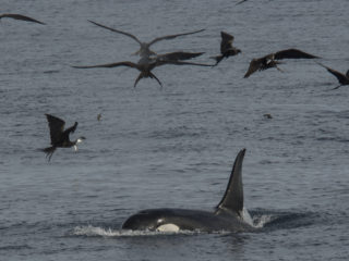Orca, Genovesa Island