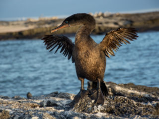 Flightless Cormorant