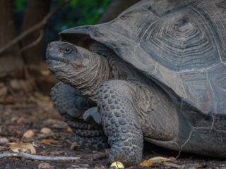 Giant Tortoise, Isabela Island