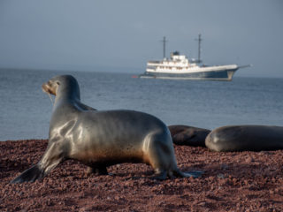 Sea-lion, Rabida Island