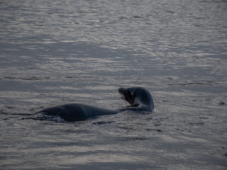 Sea-lion in liquid silver, Rabida Island