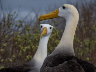 Galapagos