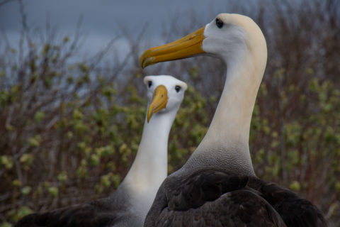 Galapagos