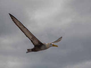 Waved Albatross