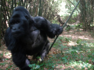 Agasha Silverback, Rwanda