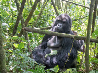 Silverback, Rwanda