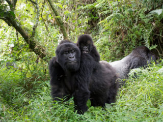 Congo DRC