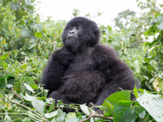 Congo DRC