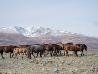 Altai Mountains, Mongolia