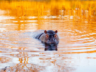 The Golden Pond