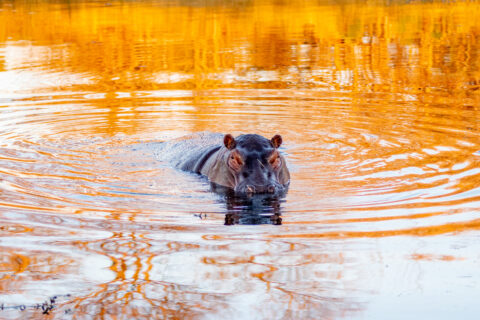 The Golden Pond