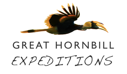 Great Hornbill Expeditions
